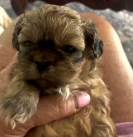Hallie, a female Shih Tzu for sale in Dawsonville, GA – 3 of 10