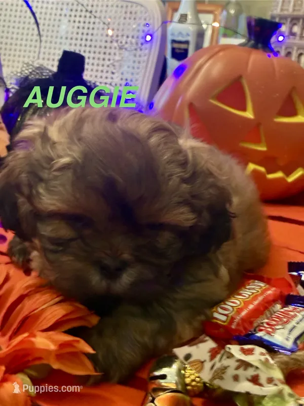 AUGGIE  – Shih Tzu puppy for sale in Dawsonville, GA