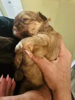 Maisy, a female Shih Tzu for sale in Dawsonville, GA – 6 of 10