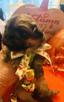AUGGIE , a male Shih Tzu for sale in Dawsonville, GA – 7 of 9