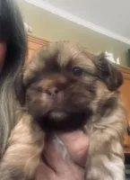 Maisy, a female Shih Tzu for sale in Dawsonville, GA – 10 of 10