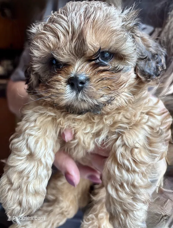 Izzy – Shih Tzu puppy for sale in Dawsonville, GA