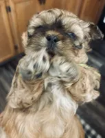 Hallie, a female Shih Tzu for sale in Dawsonville, GA – 4 of 10