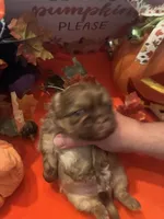 Maisy, a female Shih Tzu for sale in Dawsonville, GA – 5 of 10