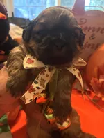 AUGGIE , a male Shih Tzu for sale in Dawsonville, GA – 4 of 9