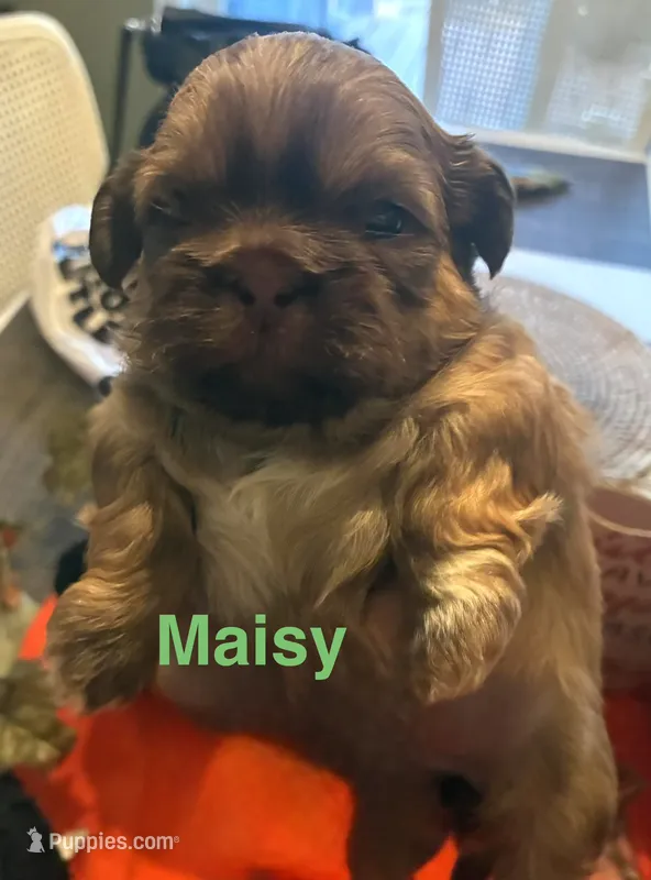 Maisy – Shih Tzu puppy for sale in Dawsonville, GA