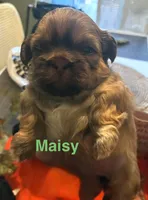 Maisy, a female Shih Tzu for sale in Dawsonville, GA – 1 of 10