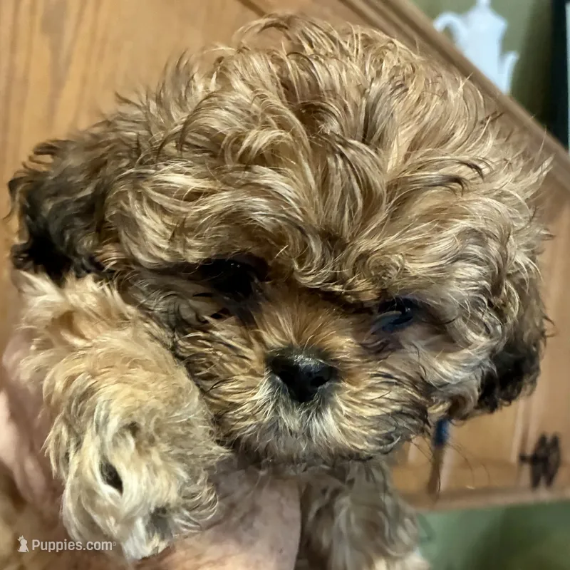 Hallie – Shih Tzu puppy for sale in Dawsonville, GA