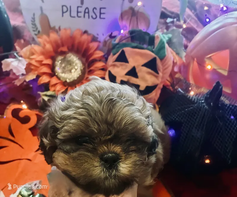 Hallie – Shih Tzu puppy for sale in Dawsonville, GA
