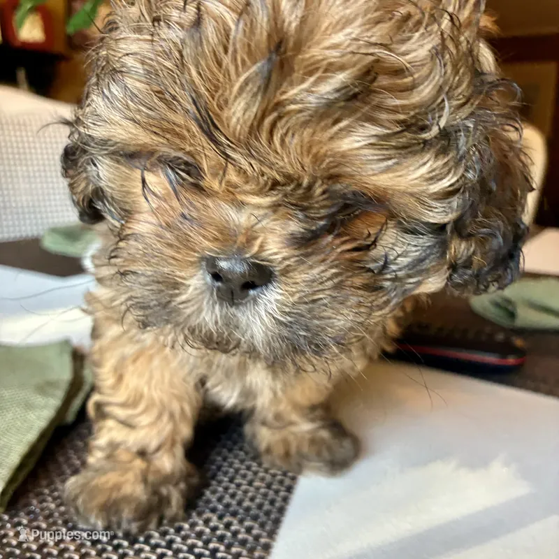 AUGGIE  – Shih Tzu puppy for sale in Dawsonville, GA