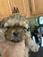 Izzy, a female Shih Tzu for sale in Dawsonville, GA – 5 of 9