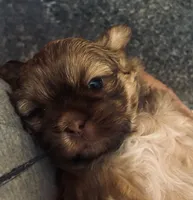 Maisy, a female Shih Tzu for sale in Dawsonville, GA – 7 of 10