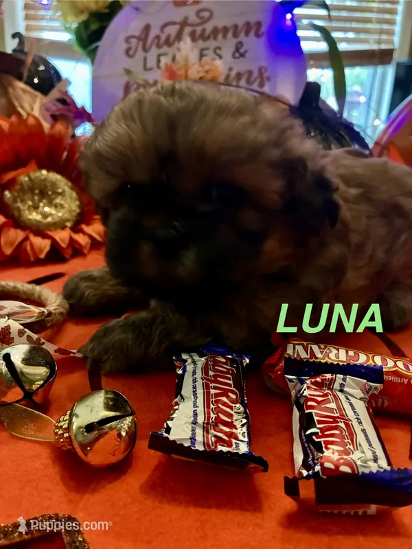 Luna – Shih Tzu puppy for sale in Dawsonville, GA