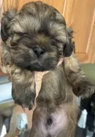 AUGGIE , a male Shih Tzu for sale in Dawsonville, GA – 3 of 9