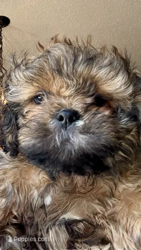AUGGIE  – Shih Tzu puppy for sale in Dawsonville, GA