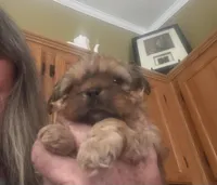 Izzy, a female Shih Tzu for sale in Dawsonville, GA – 3 of 9
