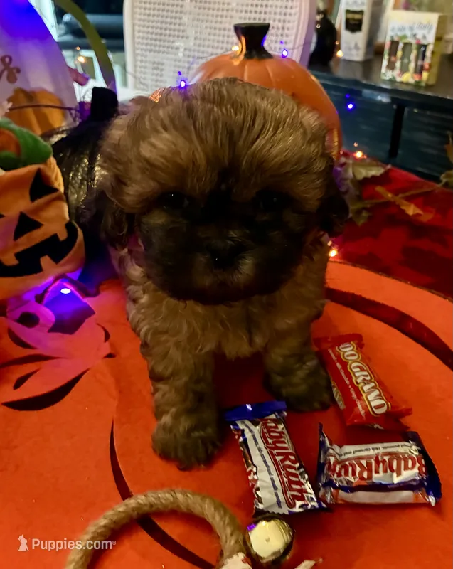 Luna – Shih Tzu puppy for sale in Dawsonville, GA