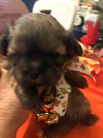 Luna, a female Shih Tzu for sale in Dawsonville, GA – 5 of 10