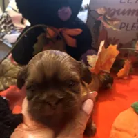 Maisy, a female Shih Tzu for sale in Dawsonville, GA – 2 of 10
