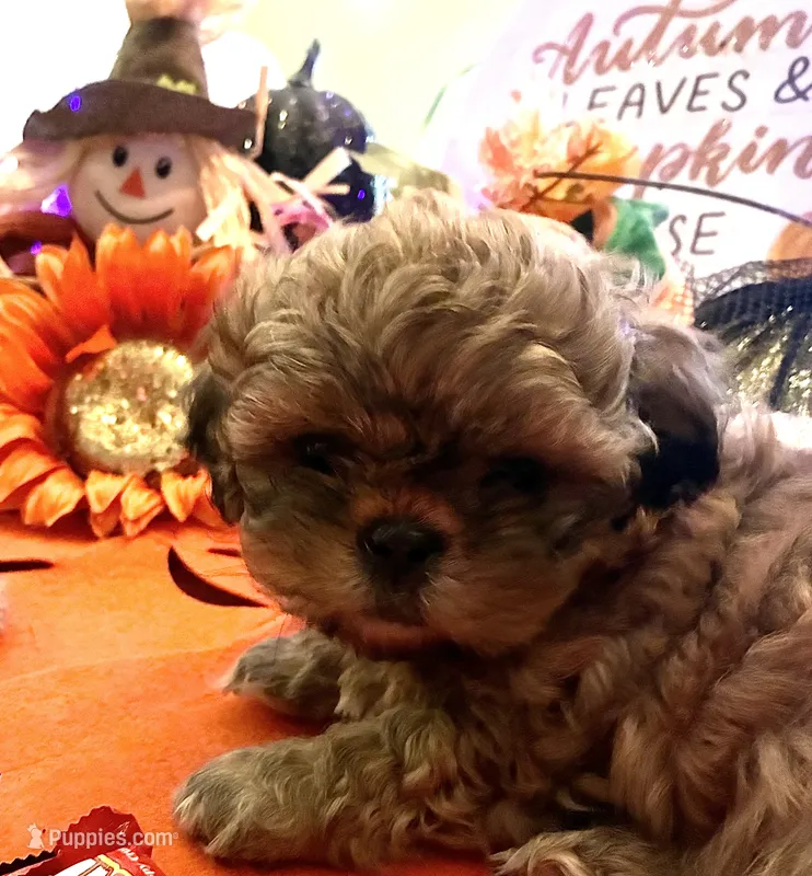 Hallie – Shih Tzu puppy for sale in Dawsonville, GA