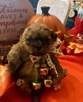Hallie, a female Shih Tzu for sale in Dawsonville, GA – 9 of 10