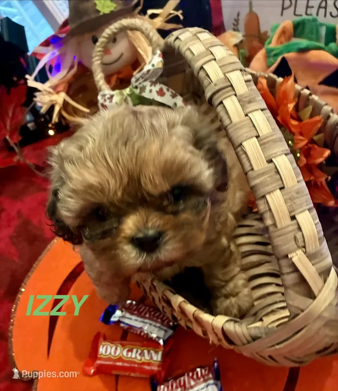 Izzy – Shih Tzu puppy for sale in Dawsonville, GA