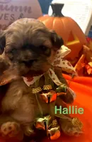 Hallie, a female Shih Tzu for sale in Dawsonville, GA – 2 of 10
