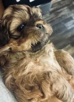 Hallie, a female Shih Tzu for sale in Dawsonville, GA – 5 of 10
