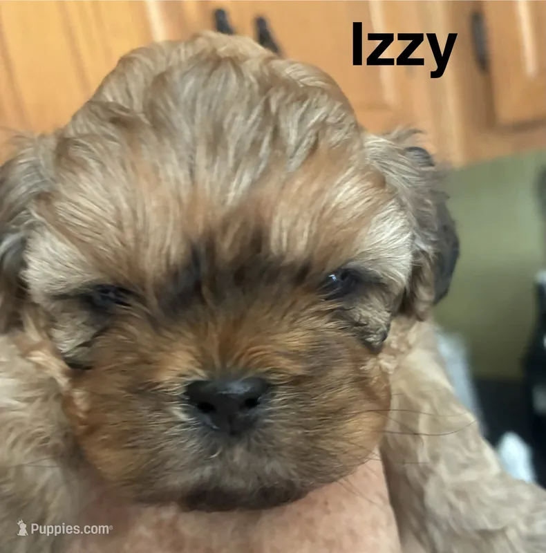 Izzy – Shih Tzu puppy for sale in Dawsonville, GA