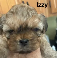 Izzy, a female Shih Tzu for sale in Dawsonville, GA – 1 of 9