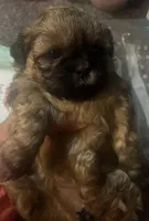 Luna, a female Shih Tzu for sale in Dawsonville, GA – 6 of 10