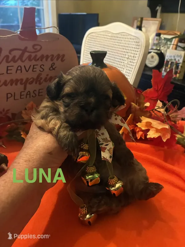 Luna – Shih Tzu puppy for sale in Dawsonville, GA