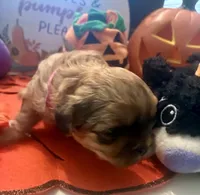 Izzy, a female Shih Tzu for sale in Dawsonville, GA – 4 of 9