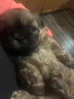 Luna, a female Shih Tzu for sale in Dawsonville, GA – 10 of 10