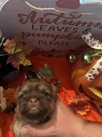 Maisy, a female Shih Tzu for sale in Dawsonville, GA – 3 of 10
