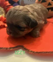 Izzy, a female Shih Tzu for sale in Dawsonville, GA – 2 of 9