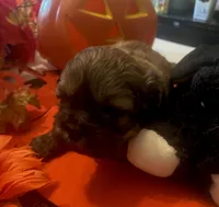 AUGGIE , a male Shih Tzu for sale in Dawsonville, GA – 5 of 9