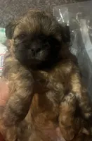 Luna, a female Shih Tzu for sale in Dawsonville, GA – 3 of 10