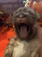 Maisy, a female Shih Tzu for sale in Dawsonville, GA – 9 of 10