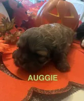 AUGGIE , a male Shih Tzu for sale in Dawsonville, GA – 2 of 9