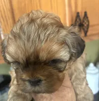 Izzy, a female Shih Tzu for sale in Dawsonville, GA – 8 of 9