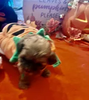 Hallie, a female Shih Tzu for sale in Dawsonville, GA – 10 of 10