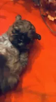 Hallie, a female Shih Tzu for sale in Dawsonville, GA – 6 of 10