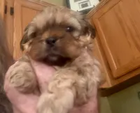 Izzy, a female Shih Tzu for sale in Dawsonville, GA – 9 of 9
