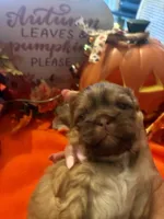 Maisy, a female Shih Tzu for sale in Dawsonville, GA – 8 of 10