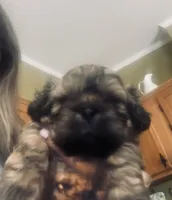 AUGGIE , a male Shih Tzu for sale in Dawsonville, GA – 8 of 9
