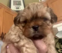 Izzy, a female Shih Tzu for sale in Dawsonville, GA – 7 of 9