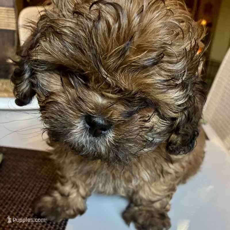 AUGGIE  – Shih Tzu puppy for sale in Dawsonville, GA