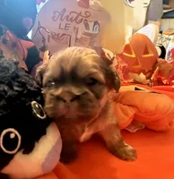 Maisy, a female Shih Tzu for sale in Dawsonville, GA – 4 of 10