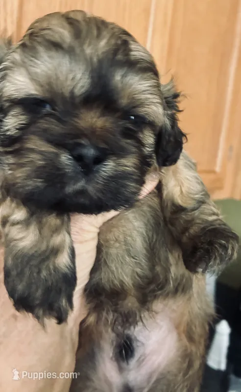 AUGGIE  – Shih Tzu puppy for sale in Dawsonville, GA